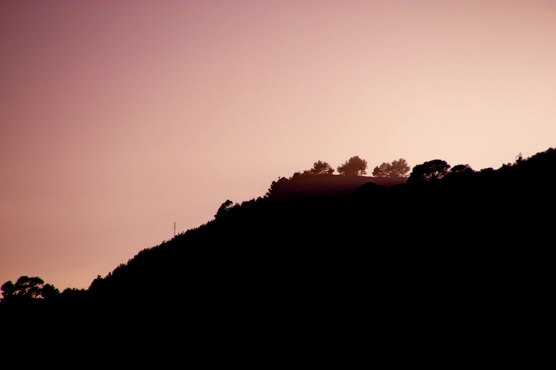 Photo forêt ciel rose