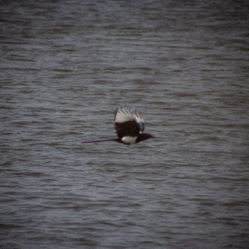 Photo pie volant au dessus de la mer