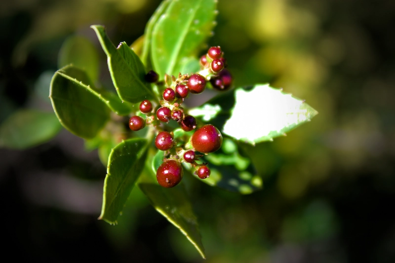 Photo d'une baie rouge