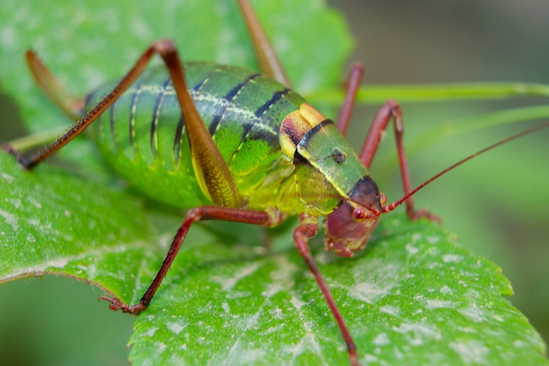 Photo insecte sur feuille
