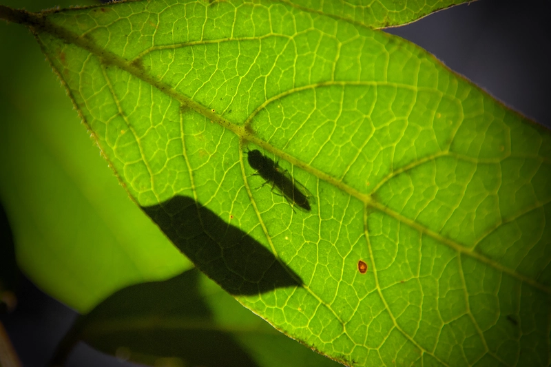 Photo d'une mouche au travers d'une feuille